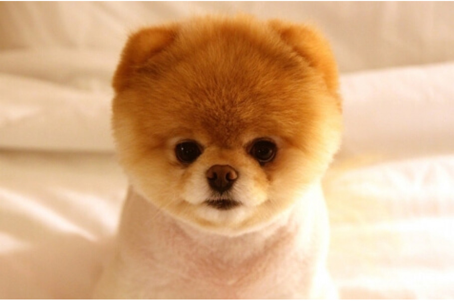 Маленька сабачка